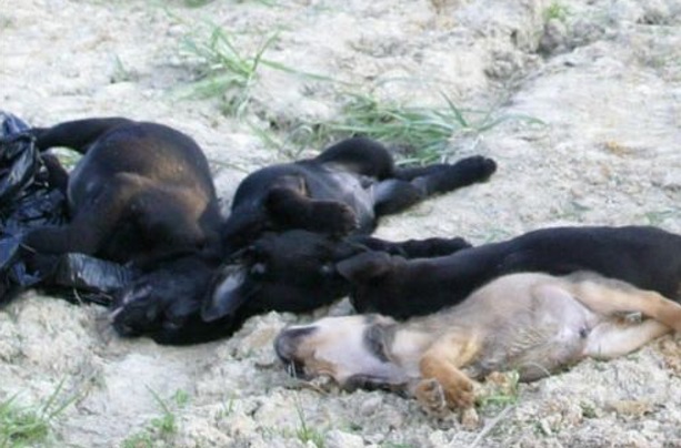 dead-puppies_0001